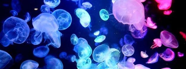 鈴雅さんの壁紙画像