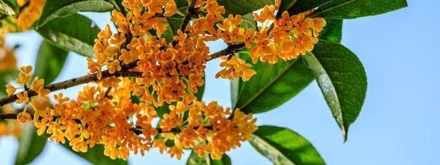 金木犀𓂃 ◌❀.さんの壁紙画像