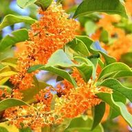 金木犀𓂃 ◌❀.さんのアイコン画像