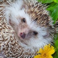 莉緒さんのアイコン画像