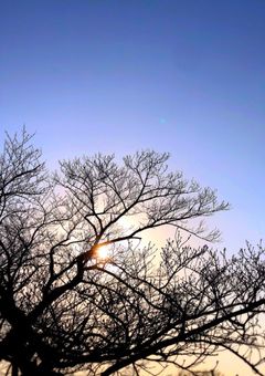 探偵の姉はブラコンです