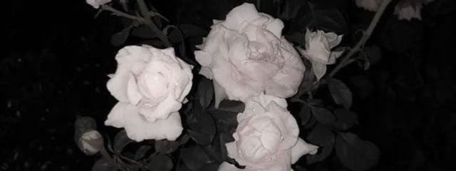 𝑠𝑗さんの壁紙画像