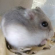 Mitsuki Nフォロバ100%ですさんのアイコン画像