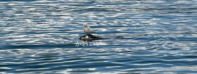 miuさんの壁紙画像