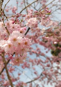 紫の妹は好きな人がいる