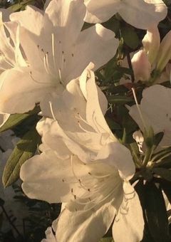 　 ️堕 ️ち ️る ️