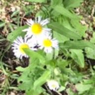 つばさᐡ｡› ·̫ ‹｡ᐡ‪ 🌱‬🖇さんのアイコン画像