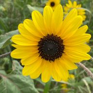 ひまわり🌻さんのアイコン画像