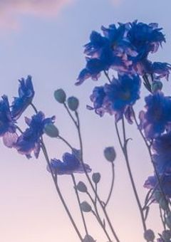 超人気指名数Ｎｏ．1のメイド長様 …… タイムループで無双したい.ᐟ.ᐟ