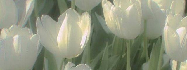 coconaさんの壁紙画像