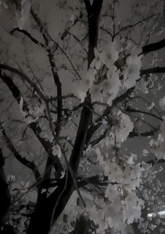 ᴘʀᴏᴄʟɪᴠɪᴛʏ