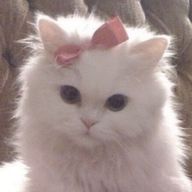 ゆぶねさんのアイコン画像