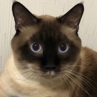 satukiさんのアイコン画像