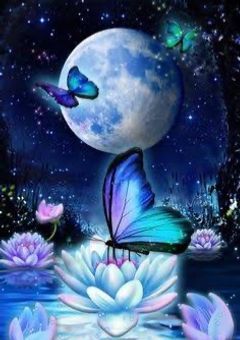 満月の晩に舞い降りてきた蝶🦋