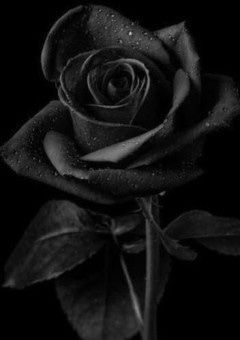 𝐓𝐨𝐱𝐢𝐜 𝐆𝐢𝐫𝐥