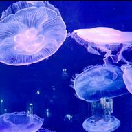 彩さんのアイコン画像