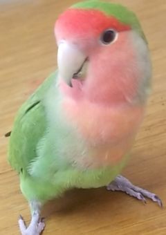 イラスト乗っけるだけだぜｲﾔｯﾎｫｫｫｫｲｲ‼︎‼︎‼︎‼︎‼︎