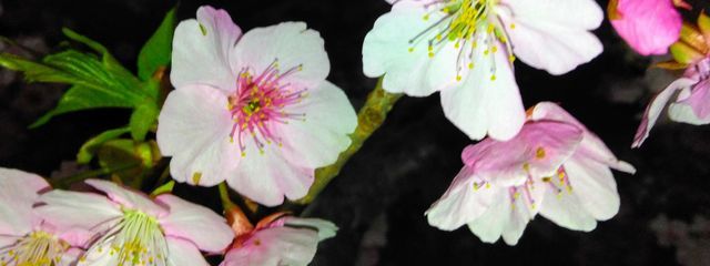 miru☘️さんの壁紙画像