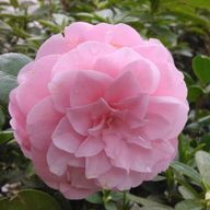 miru☘️さんのアイコン画像