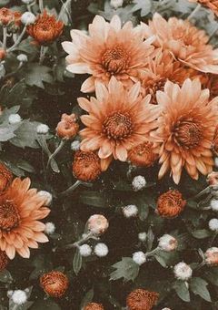 　✦　朝陽と朝日を拝みたい　