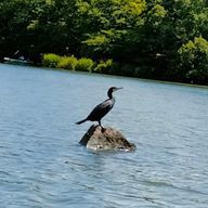 花楓さんのアイコン画像