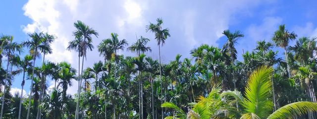 花火さんの壁紙画像