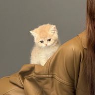 CAMUd.r.aさんのアイコン画像