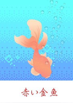 赤い金魚