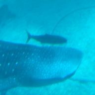 ジンベエザメ&ハルウララLOVE☆さんのアイコン画像