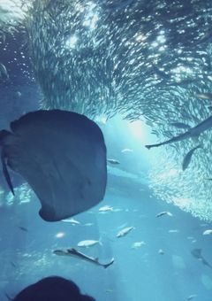 これだけはﾀﾌﾞﾝ毎日投稿