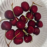 こはくとうさんのアイコン画像