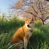 ASKAさんのアイコン画像