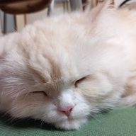 りのさんのアイコン画像