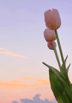 3ペアの3つ子と私たち