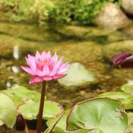 ななさんのアイコン画像