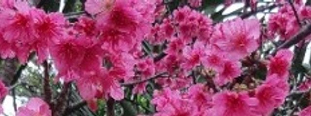 🐺₊‧おせろさん‧₊🐺さんの壁紙画像