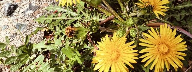 マッシュルームさんの壁紙画像