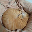 コロコロﾊﾟｲｾﾝ