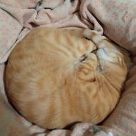 コロコロﾊﾟｲｾﾝさんのアイコン画像