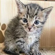 幸月零さんのアイコン画像