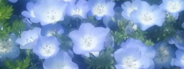 結音🐬🪽‪️🫧さんの壁紙画像