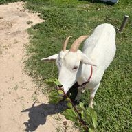 明日はきっと晴れるでしょうさんのアイコン画像