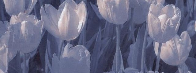 ♦　喪可海月さんの壁紙画像