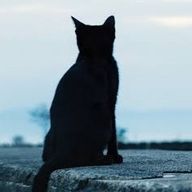桜猫さんのアイコン画像