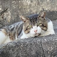 ( ´ ▽ ` )ﾉさんのアイコン画像