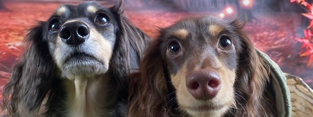 来夏さんの壁紙画像