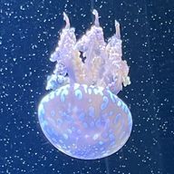 唯宵さんのアイコン画像