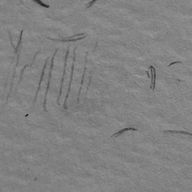 譚述　コトハさんのアイコン画像