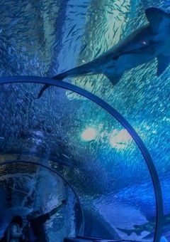 トンネル水槽と君