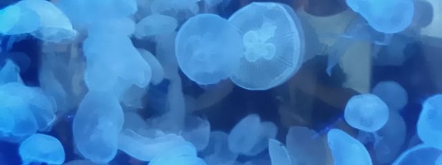 Shuna.#🧭✒️ #🏴☠⚓ さんの壁紙画像